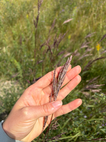 big bluestem