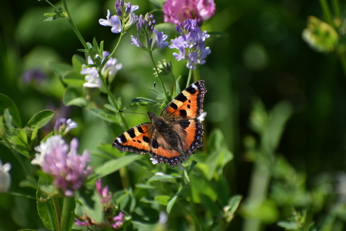 Small Tortoiseshell