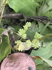 Alchemilla occidentalis