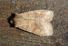 Lithophane semiusta