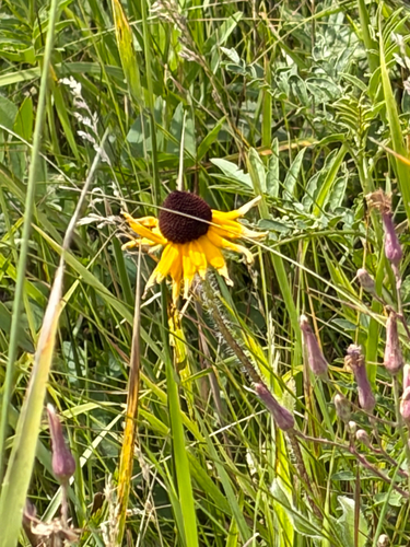 black-eyed Susan