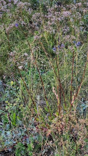 Gypsophila altissima, photograph 3