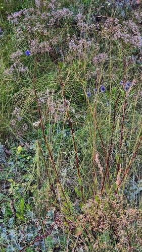 Gypsophila altissima, photograph 4