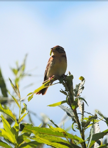 Yellow-breasted Bunting