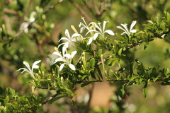 Turraea obtusifolia