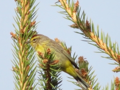 Setophaga palmarum