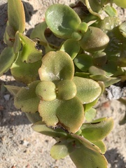 Crassula multicava multicava