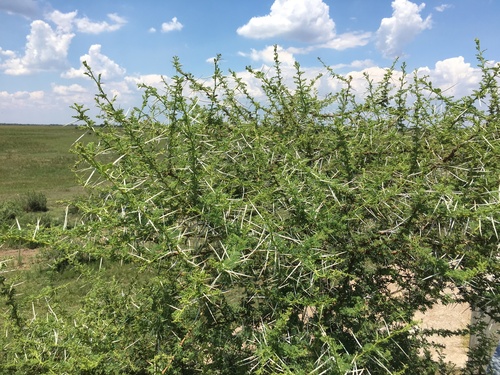 Vachellia tortilis, photograph 5