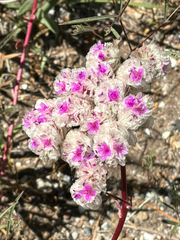 Calyptridium monospermum, photograph author not stated, no rights reserved