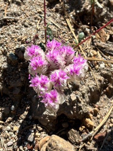 Calyptridium monospermum, photograph 4