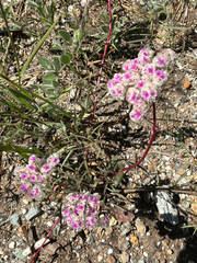 Calyptridium monospermum, photograph author not stated, no rights reserved