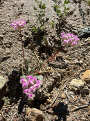 Calyptridium monospermum, photograph author not stated, no rights reserved