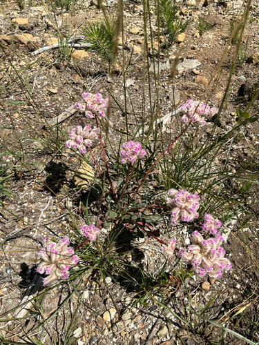 Calyptridium monospermum, photograph 5