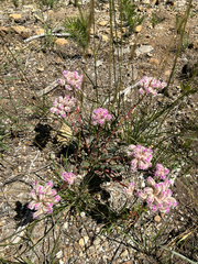 Calyptridium monospermum, photograph author not stated, no rights reserved