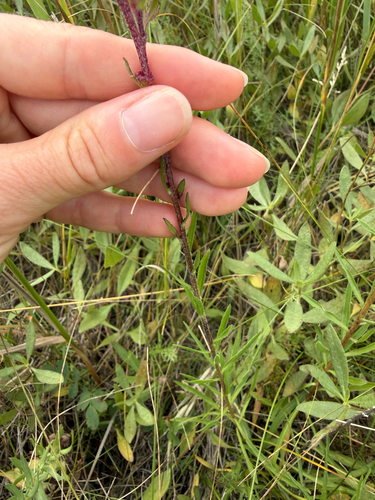 Rocky Mountain blazing star