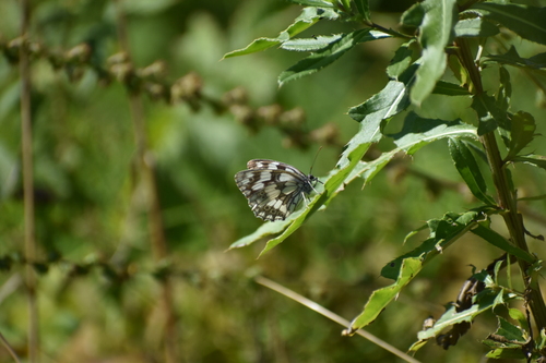 Marbled White