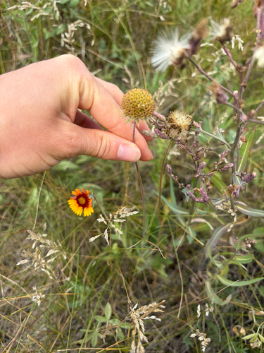 great blanketflower