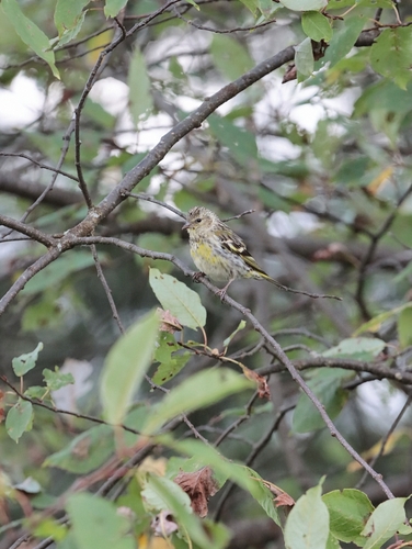 Eurasian Siskin