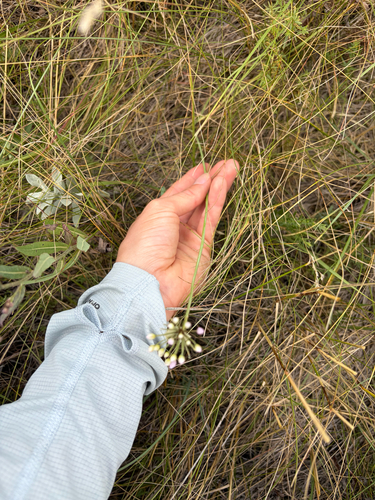 Prairie Onion