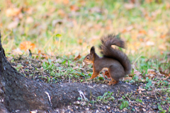 Sciurus vulgaris
