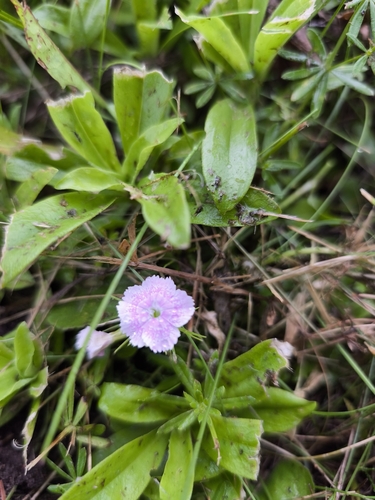 Sweet-William