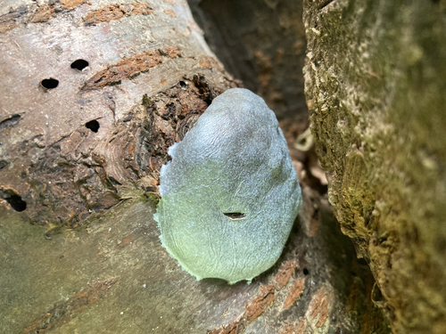False Puffball