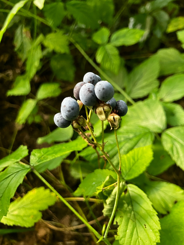 European dewberry