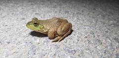 Lithobates catesbeianus