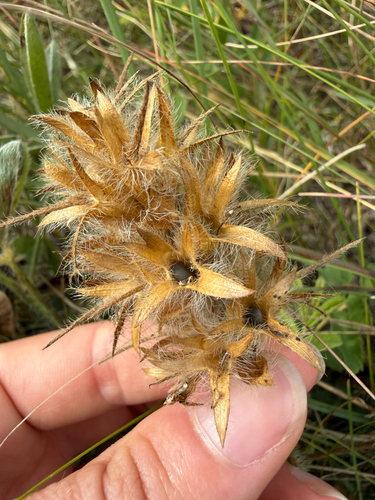 breadroot scurf pea