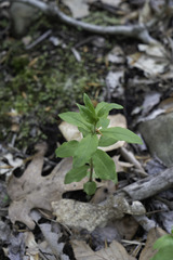 Lysimachia quadrifolia