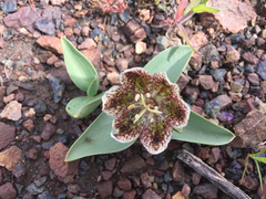Fritillaria purdyi