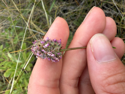 purple prairie clover