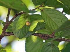 Cyrtarachne inaequalis