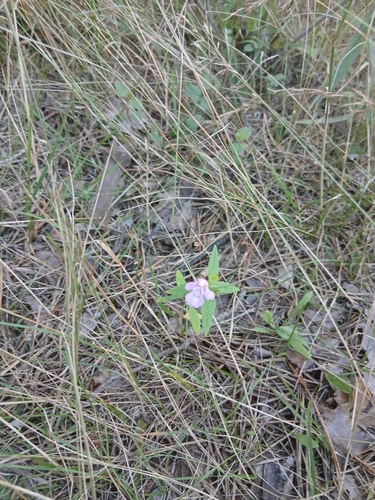 Galeopsis ladanum, photograph 6