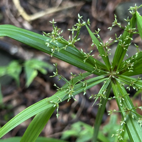 Cyperus diffusus observed 2026-08-10