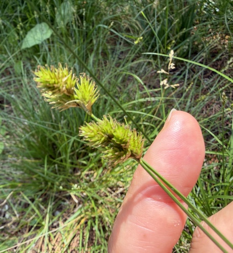 Carex leporina, photograph 3