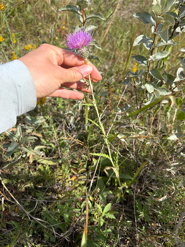 Flodman's thistle