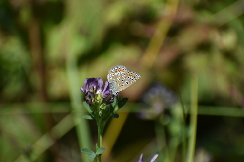 Common Blue