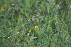 Aspilia mossambicensis