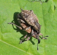 Hypera conmaculata
