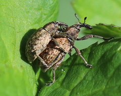 Hypera conmaculata