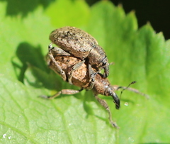 Hypera conmaculata