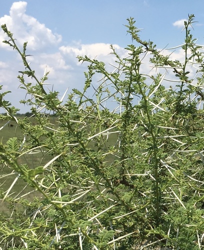 Vachellia tortilis, photograph 6