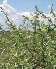 Vachellia tortilis, photograph (c) nmoorhatch, some rights reserved (CC BY)
