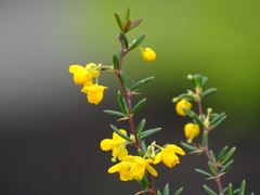 Berberis × stenophylla