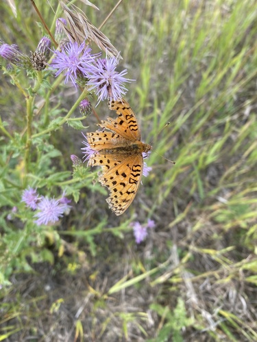 Aphrodite Fritillary