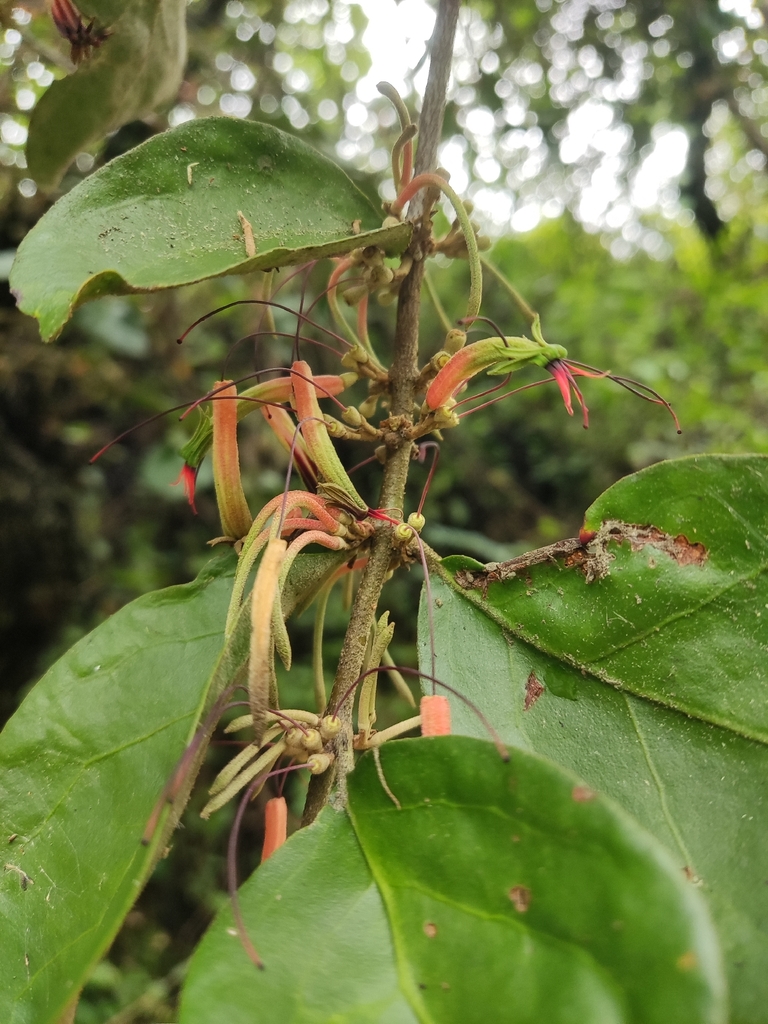 Scurrula atropurpurea