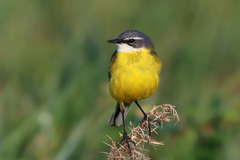 Motacilla flava iberiae