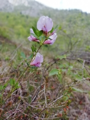 Chamaecytisus purpureus