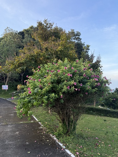 Purple Allamanda